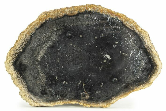 Polished Petrified Palm Wood Round - Indonesia #244640